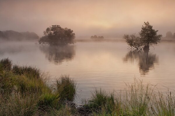 Lac brumeux avec des arbres le matin