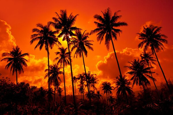 Coconut palms on the background of sunset