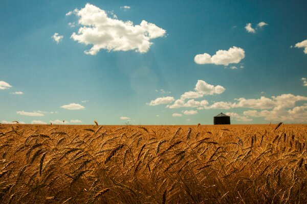 Campo de trigo y cielo en las nubes