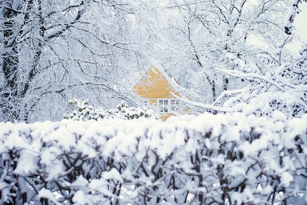 Casa solitaria in una foresta invernale innevata