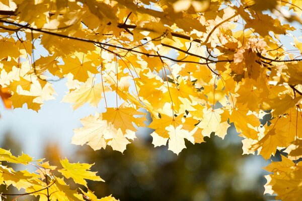 Im nassen Herbst werden die Blätter gelb