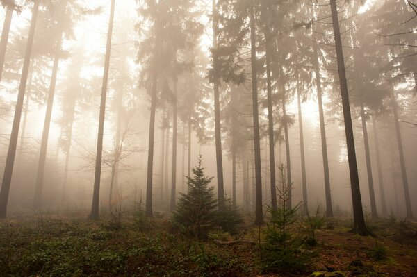 Nebel im Wald, Natur, Deutschland