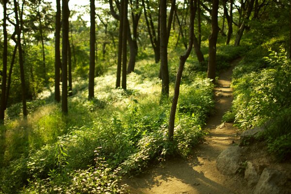 Camino en un bosque verde borroso. Troncos de árboles en el bosque