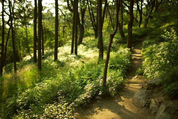 Ścieżka w rozmytym zielonym lesie. Pnie drzew w lesie