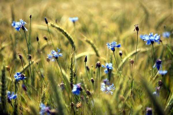 Les bleuets des champs bleuissent au milieu des épis de blé