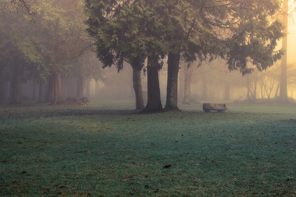 Туман в парке. evan kemper рhotography