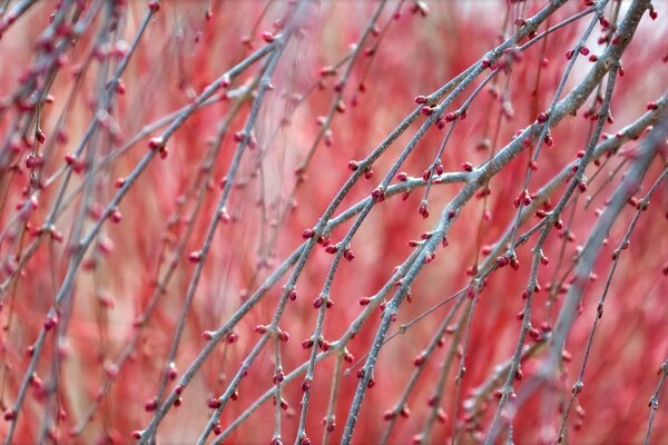 Rami di alberi con gemme rosse