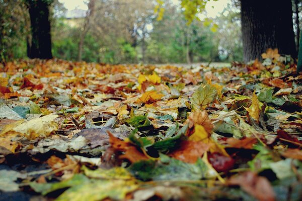 Nature in autumn.. autumn carpet of leaves