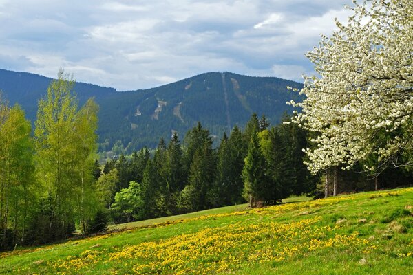 Montagnes en République tchèque, forêt de printemps