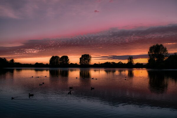 Anatre sul lago serale