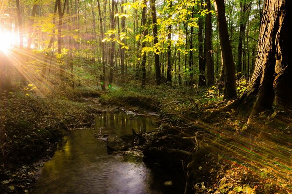 Sonnenstrahlen brechen durch Waldbäume