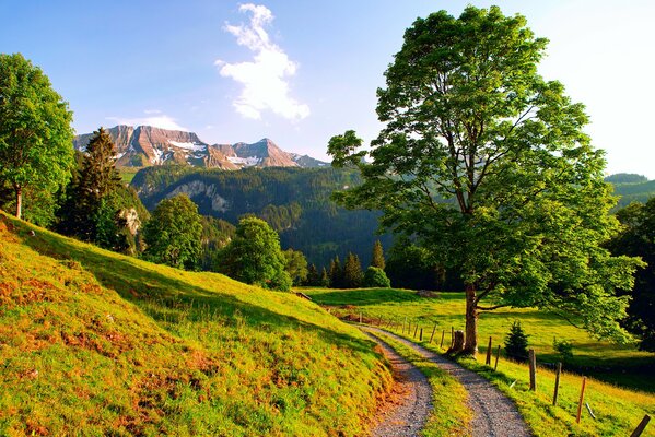 Green Road in summer in the Alps