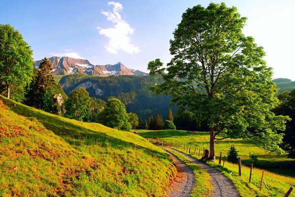 Camino verde en el verano en los Alpes