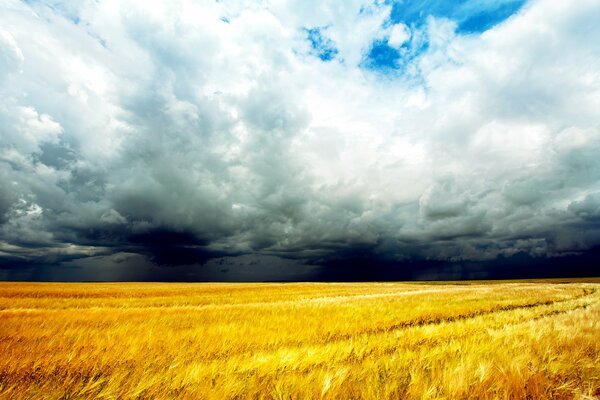 Thunderclouds over a grain field