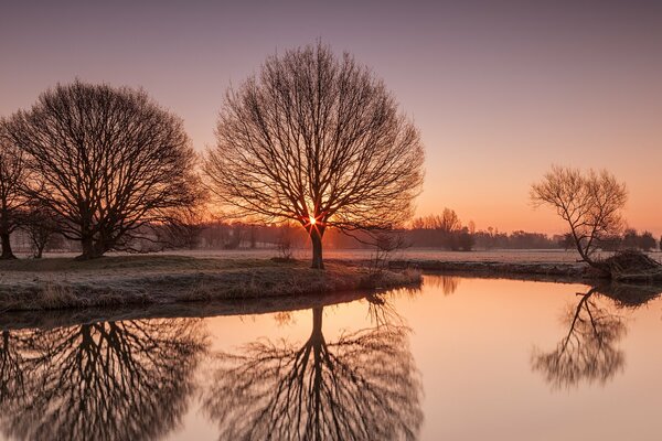 Arbres sur fond de soleil levant