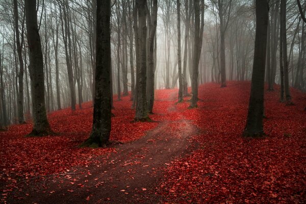 A forest with bare trees and fallen red leaves