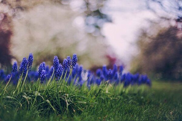 Schöne blaue Blumen auf saftigem grünem Gras