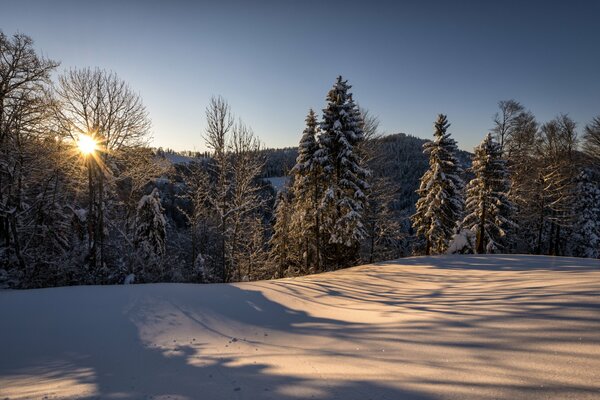 Winterwald in der Sonne