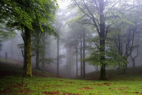 Fog in a forest clearing