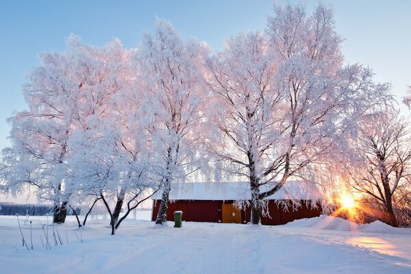 Schneebedeckte Bäume bei Sonnenaufgang