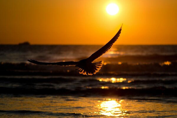 A bird at sunset in the ocean