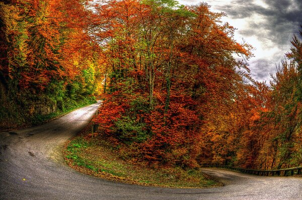 Paseos por el bosque de otoño