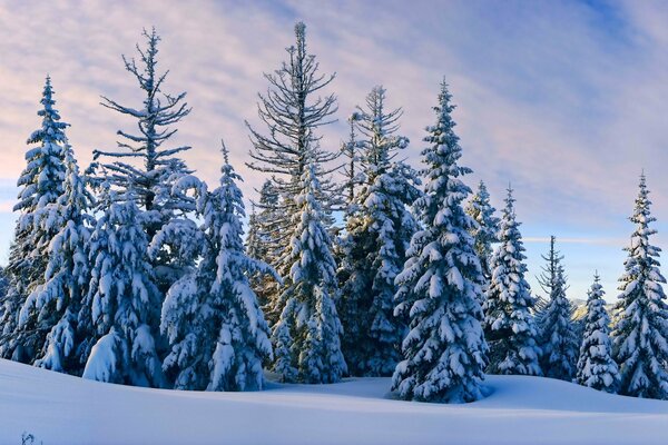 Winter forest. Christmas trees covered with snow