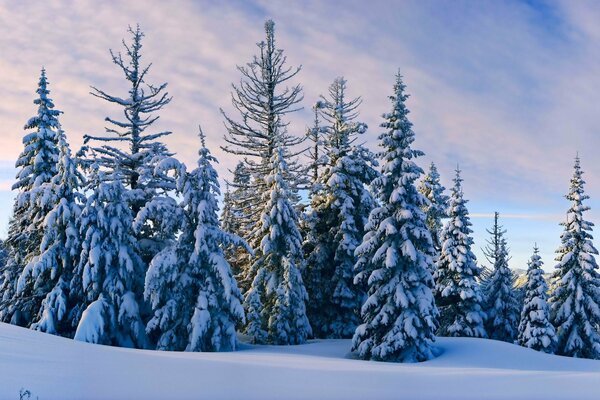 Forêt d hiver. Arbres de Noël couverts de neige