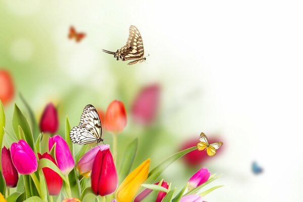 Swallowtail butterfly on a pink tulip