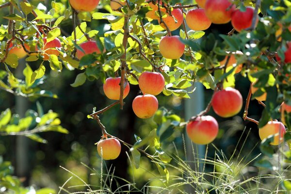 Verger de pommiers avec de beaux fruits