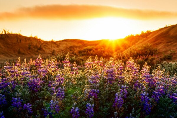 Role di lavanda all alba e giacinti