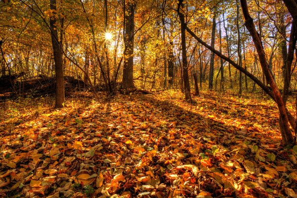 Forêt d automne éclairée par le soleil