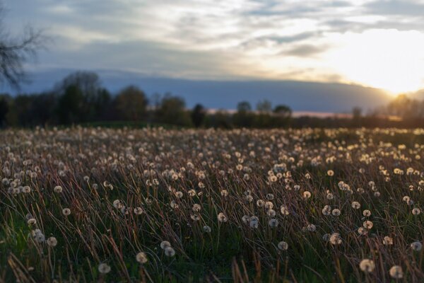 Ein grenzenloses Feld von Löwenzahn im Hintergrund des Sonnenuntergangs