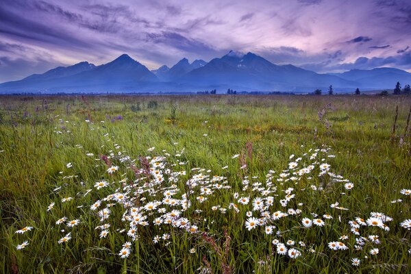 Blühende Gänseblümchenwiese vor dem Hintergrund der hohen Berge