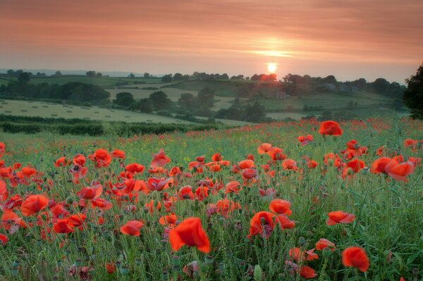 Red poppies in a field at sunset