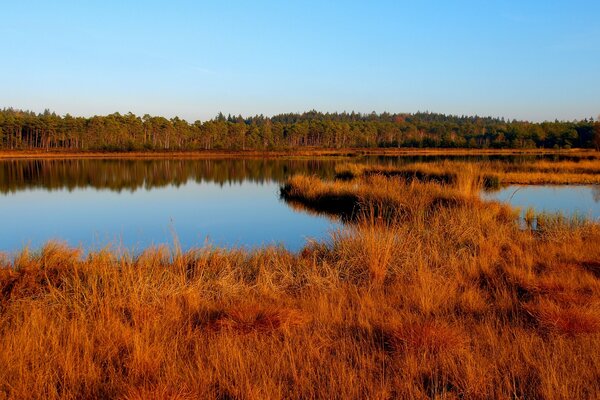 Lago limpio entre hierba seca. Otoño