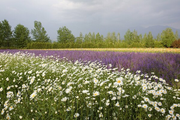 A field with flowers. Beautiful daisies