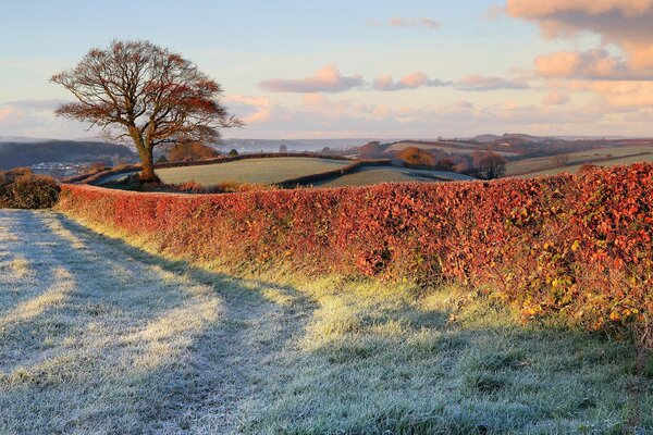 Felder, die mit Frost bedeckt sind, mit einem einsam stehenden Baum