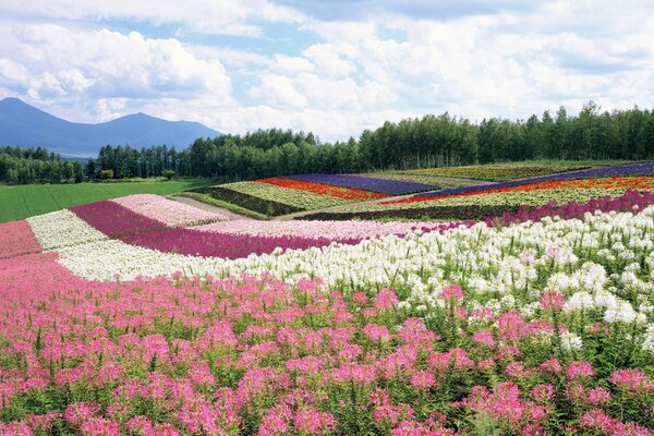 Campo estivo con fiori sullo sfondo di foreste, montagne e nuvole