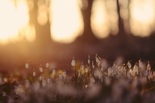 Blumen im Wald. Die Natur