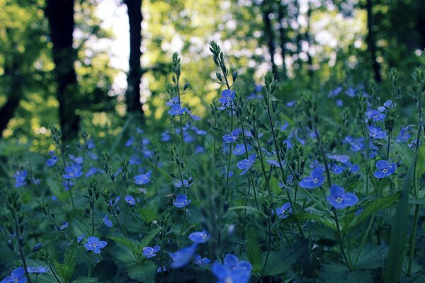 A lot of blue little flowers are growing