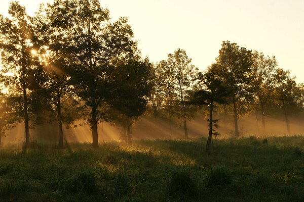 The first rays of the sun break through the crowns of the trees and fall on the wet grass