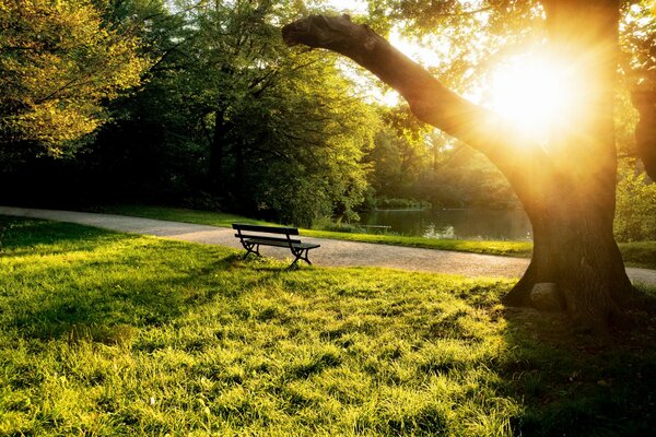 Banc près de l étang. Journée d été