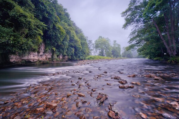 A forest river on a shoal with a current