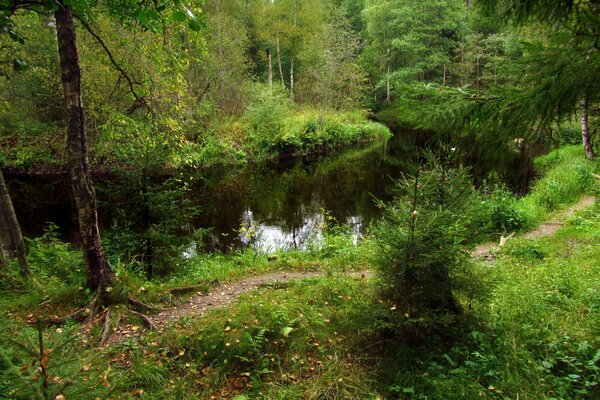 Schöne Flusslandschaft im grünen Wald mit Weihnachtsbäumen und Gestrüpp