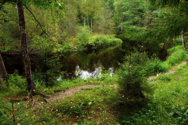 Piękny krajobraz rzeki w zielonym lesie z choinkami i zaroślami