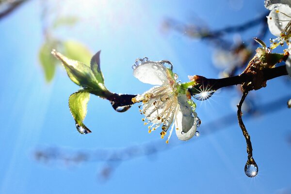 Zweig der Blumen mit Wassertropfen