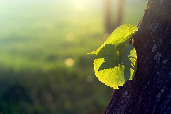 Schöne Natur mit Baum und Blättern im Sonnenlicht