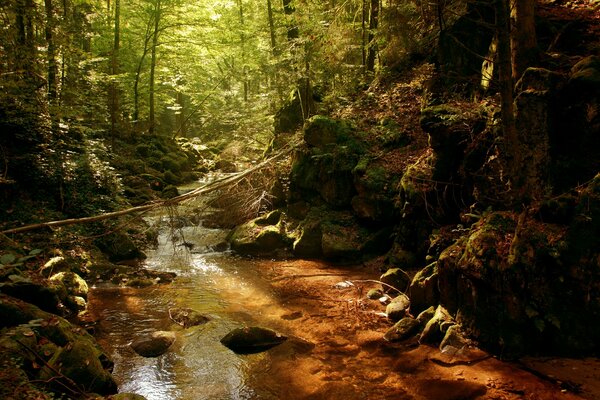 Ruscello nella fitta foresta più spesso