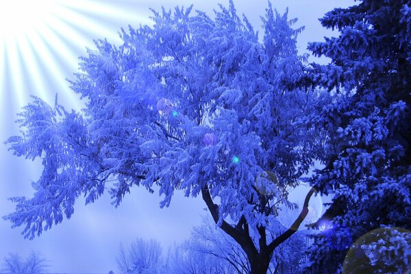 Rayos de sol en un árbol de invierno